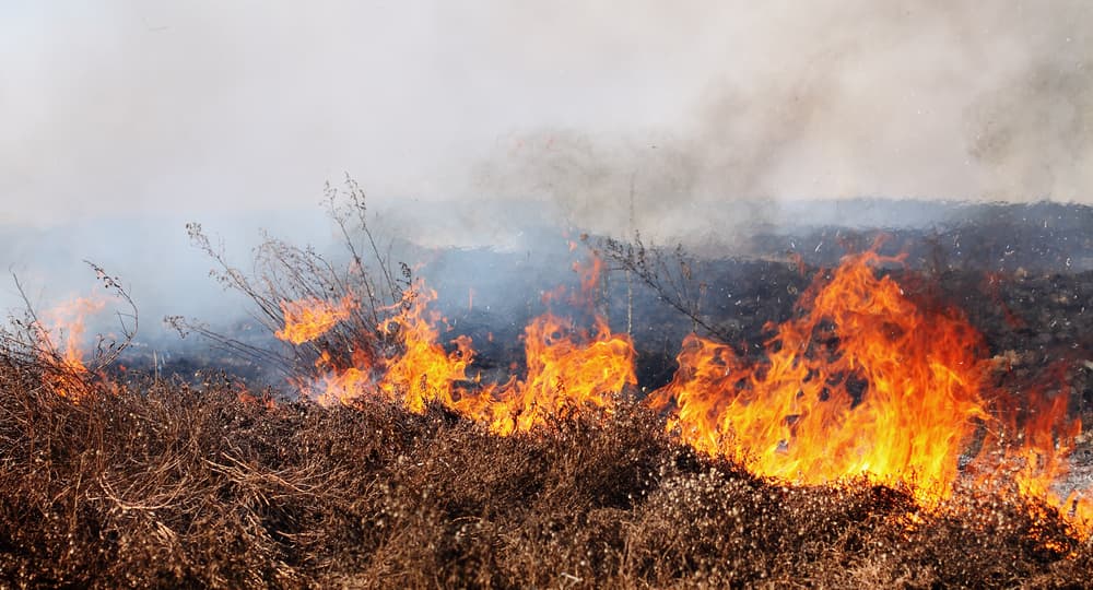The State Is On Fire: What Should Employers Do About Paying Employees?